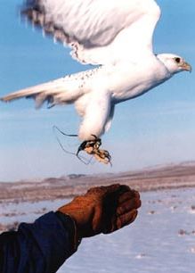 Ridgeside Falconry Display